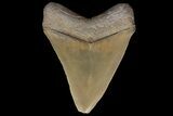 Serrated, Fossil Megalodon Tooth - Beautiful Enamel #78192-2
